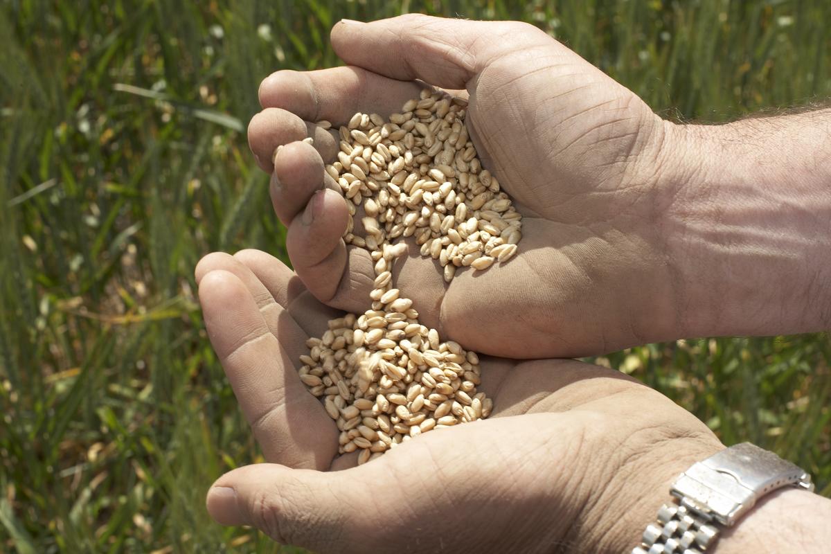 Farmer's hands holding seeds with field in background