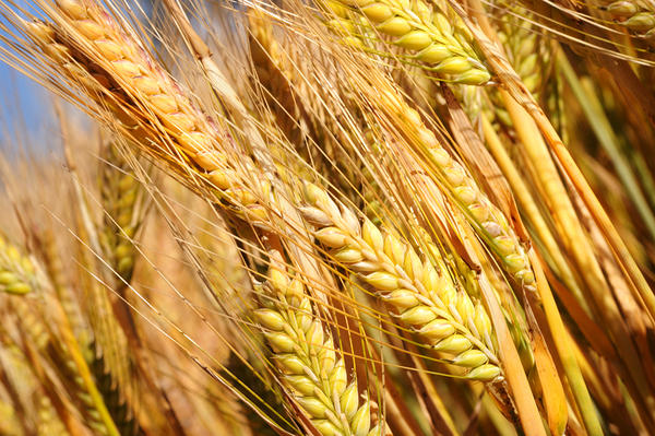 Barley crops up close
