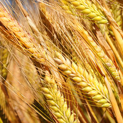 Barley-crop