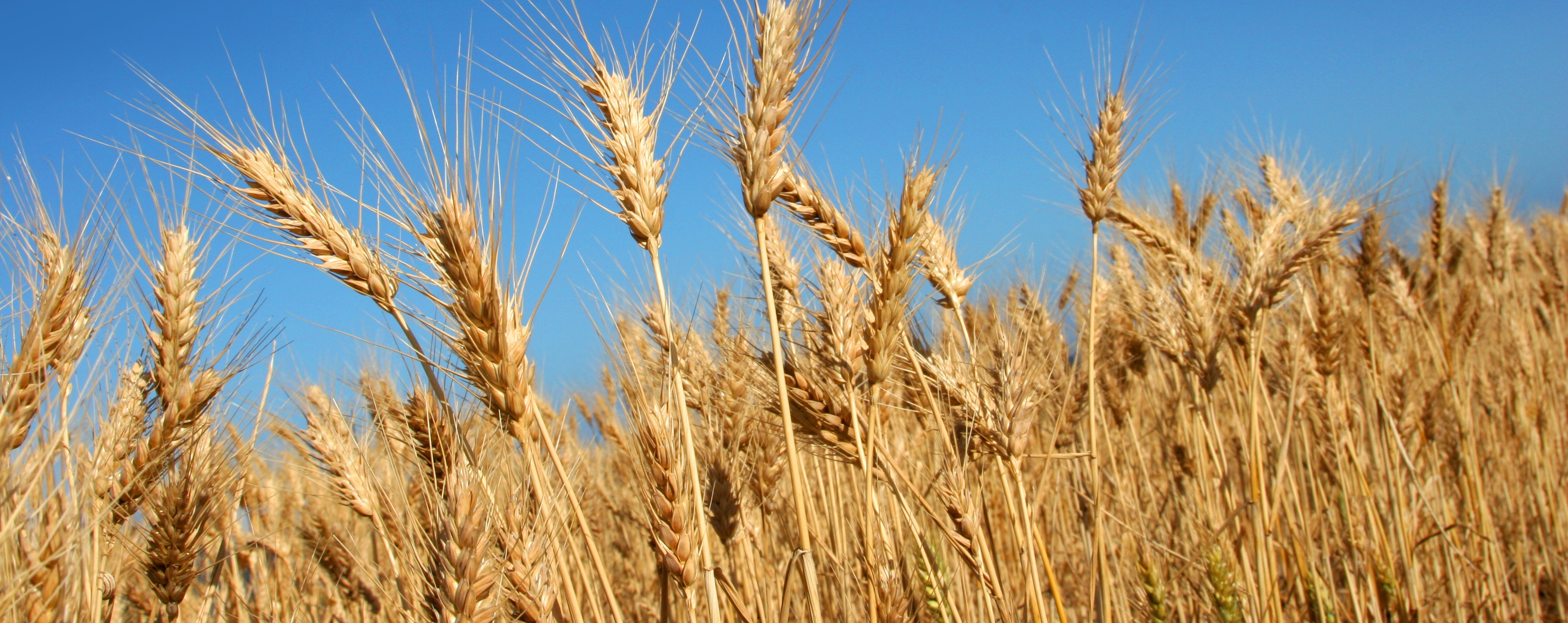 Пшеница группа организмов. Пшеница дурум. Пшеница Кыргызстан. Сладкая пшеница. Wheat группа.