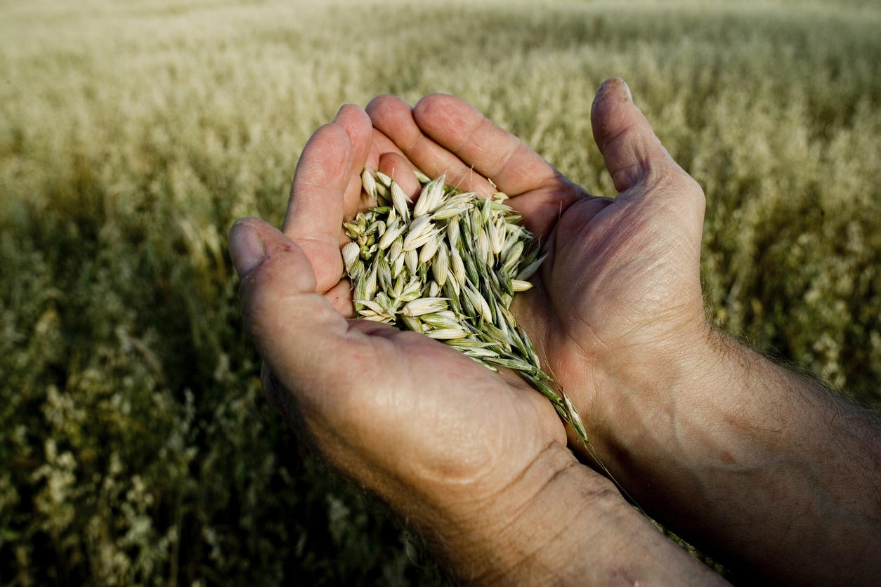 Farmer's hands holding grains harvested from field