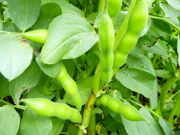 Bean crop