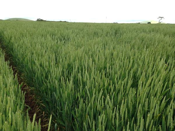 Feed wheat crop