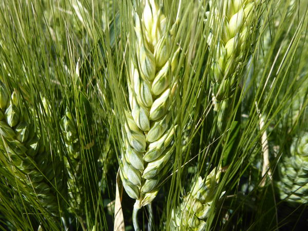 Durum wheat crop