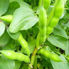 Bean-crop