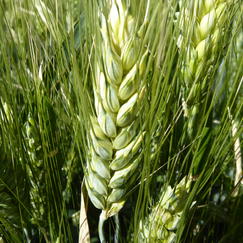 Durum-wheat